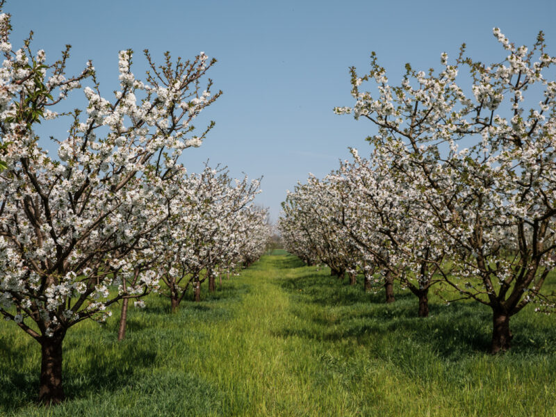 Villanova sull'Arda, Ciliegi in fiore, ph. Effetrefotostudio, Archivio Immagini Visitemilia
